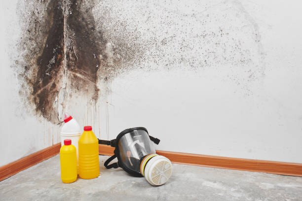 Best Mold Testing  in Marshfield, WI