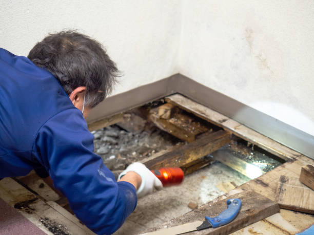 Best Mold Damage Repair  in Marshfield, WI