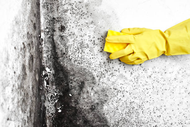 Best Toxic Mold Removal  in Marshfield, WI