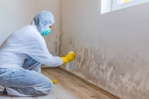Best Attic Mold Removal  in Marshfield, WI