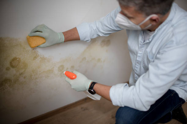 Best Crawl Space Mold Removal  in Marshfield, WI