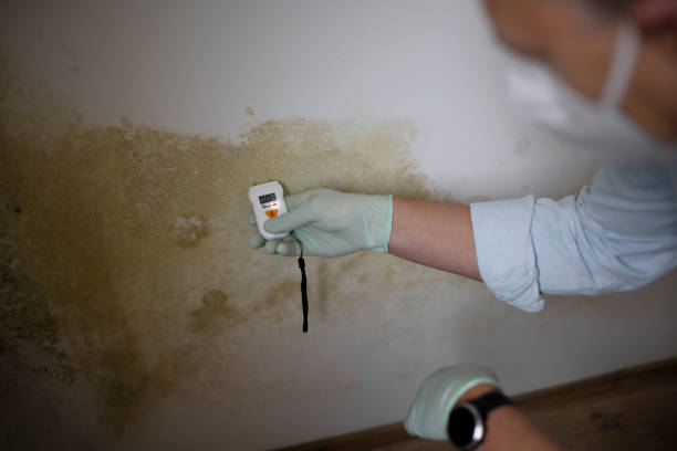 Best Fast Mold Removal  in Marshfield, WI