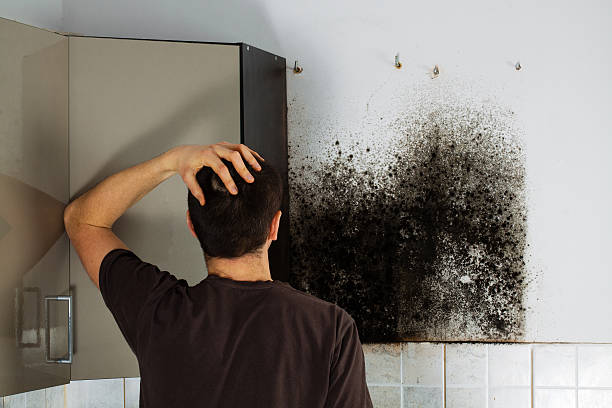 Best Professional Mold Removal  in Marshfield, WI