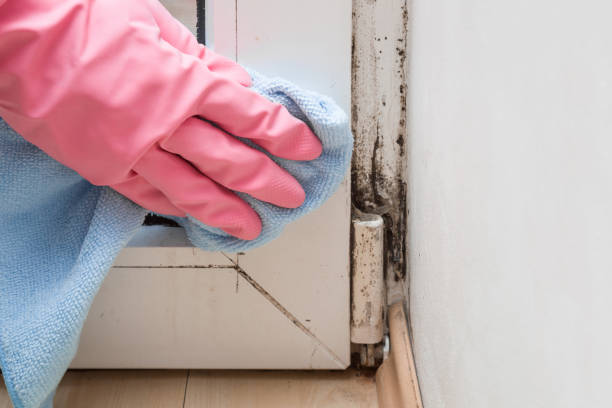 Best Office Mold Removal Services  in Marshfield, WI