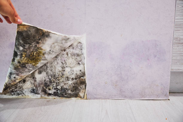 Best Best Mold Removal Companies  in Marshfield, WI